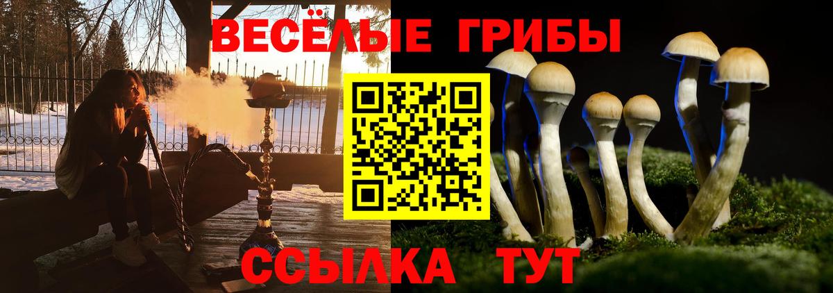 Псилоцибиновые грибы мицелий  Вход с VPN  Псилоцибиновые грибы Psilocybine cubensis  Лесной 